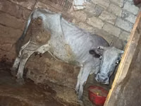 Vache, Bovins — photo 1