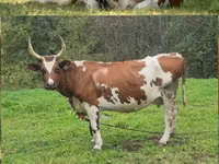 Krowa, Simmental cattle — zdjęcie 2