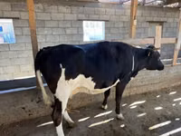 母牛, Russian Black pied cattle — 照片 1