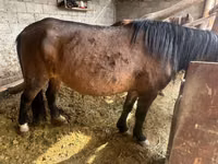母马, Horse breed — 照片 2