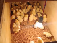 Chickens — photo 1