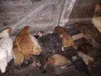 Chickens — foto 2