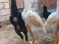 Chickens — foto 4
