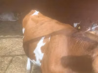 Vaca, Swiss cattle — foto 2