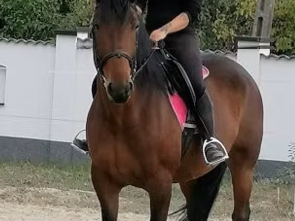 Toychoq, Hungarian horse breed
