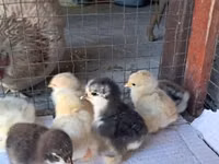 Bantam de Pequim — foto 4
