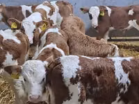 Bydło (partia, płeć nieokreślona), Simmental cattle — zdjęcie 2
