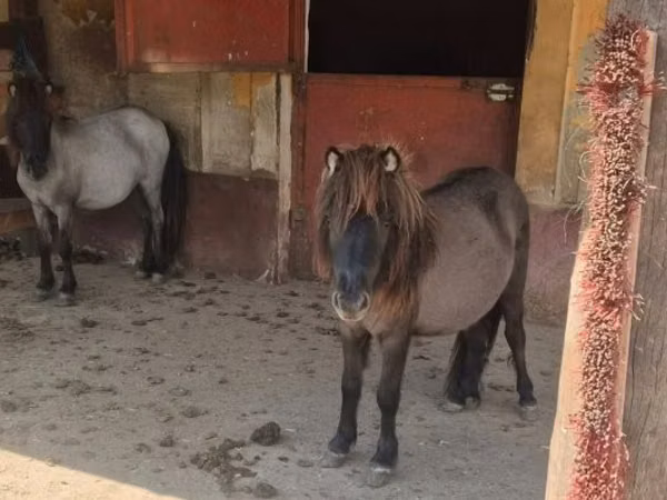 Jument, Shetland Pony