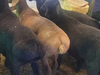 Widder, Rhon sheep — Foto 4