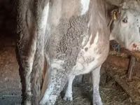 Vaca, Simmental cattle — foto 2