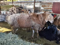 Qoç, Arashan sheep — foto 4