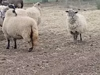 Schaf, Merino sheep — Foto 1