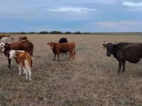 Vaca, Ukrainian grey cattle — foto 2