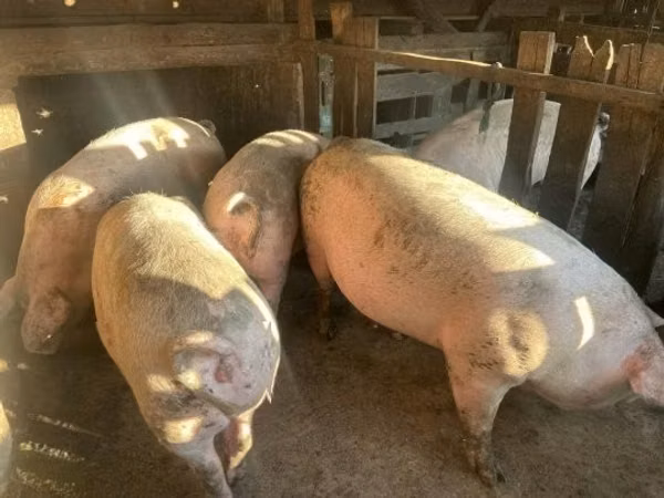 Sow, Pigs