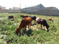 İnek, Sığır — foto 1