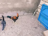 Chickens — foto 1