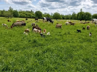 Býk, Simmental cattle — foto 8