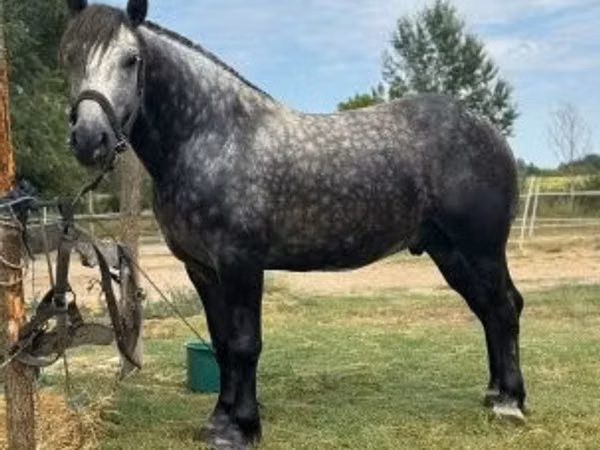Horse (M), Horses