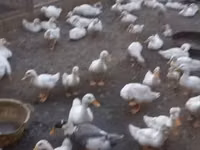 Ducks — Foto 2