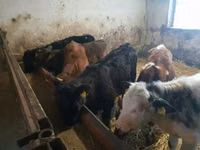 Sığır (parti, cinsiyet belirtilmedi), Sığır — foto 3