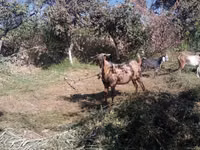 Kozy (partia, płeć nieokreślona), Beetal goats — zdjęcie 2