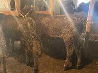 காளை, Swiss cattle — புகைப்படம் 6