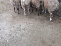 كبش, الأغنام — الصورة 8