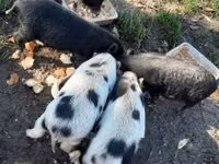 नर सूअर — फ़ोटो 4