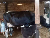 بقرة, Russian Black pied cattle — الصورة 1