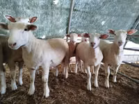 Qoyun, Ile-de-France sheep — foto 2