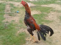 Chickens — الصورة 2