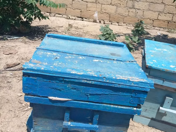 🐝 20 ədəd arı yeşiyi satılır! İşlək vəziyyətdədir, möhkəm və
