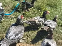 Ducks — Foto 2
