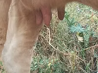 Krowa, Swiss cattle — zdjęcie 3
