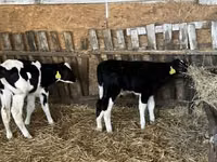 Boğa, Russian Black pied cattle — foto 6