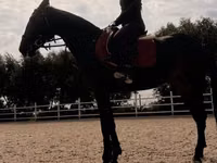 Бие, Friesian sport horse — 5-сурет