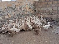 Geese — 3-rasm