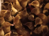 Ducks — ფოტო 4
