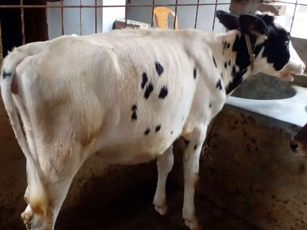 母牛, Russian Black pied cattle