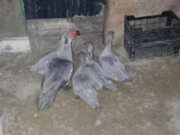 Domestic Muscovy — photo 3