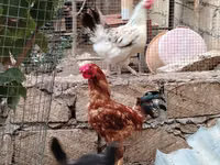 Chickens — foto 2