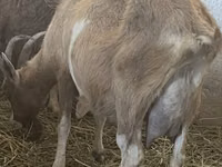 Cabras (lote, sexo no especificado), Alpine goat — foto 4