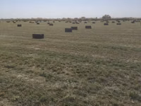 Беда прес сотилади — фото 3