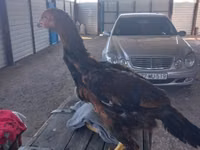 Chickens — Foto 3
