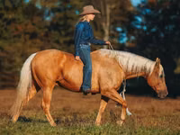 Айғыр, Quarter Horse — 7-сурет