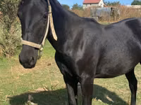 母马, Horses — 照片 3