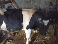 ثور, Russian Black pied cattle — الصورة 1