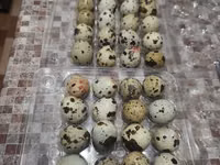 Quails — zdjęcie 1