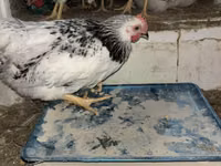 Brahma — foto 2