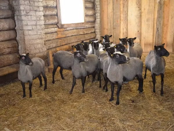 Bélier, Romanov sheep